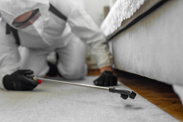 Professional Bed Bug Control technician working in West Springfield, VA
